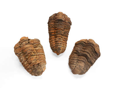 Trilobite