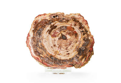 Petrified Wood Slice