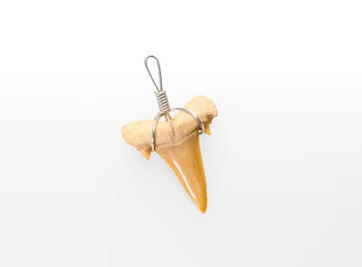Shark Tooth Pendant