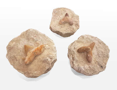 Shark Tooth in Matrix