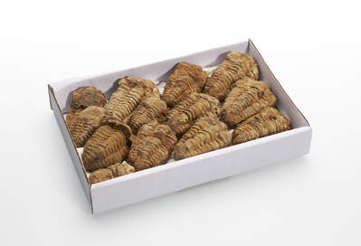 Sada trilobit