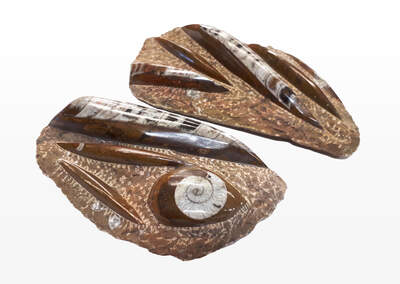 Ammonite Orthoceras Plaque