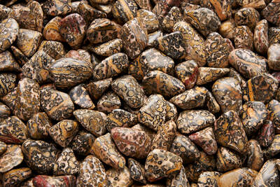 Jasper Leopard Yellow