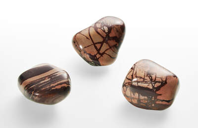 Jasper Zebra South Africa Jumbo